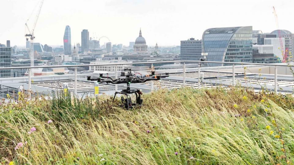 Drone on greenroof