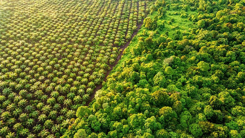AXA IM expands its palm oil policy to protect ecosystems 
