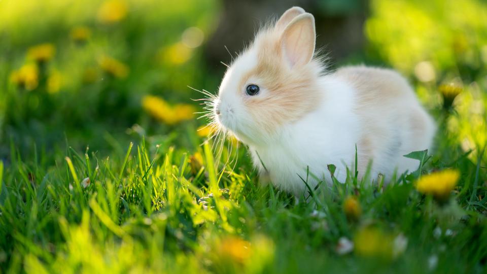 Baby rabbit on grass