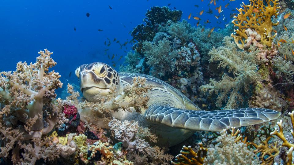 A red turtle in a Red Sea coral reef. Photo by Antje Schultner via Flickr.