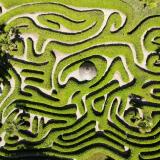 A green maze. Photo by Benjamin Elliott on Unsplash.